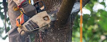 Best Fruit Tree Pruning  in Browns Point, WA