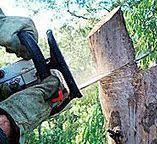 Best Leaf Removal  in Browns Point, WA