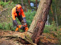 Browns Point, WA Tree Care Company