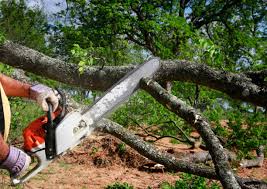 Lawn Pest Prevention in Browns Point, WA