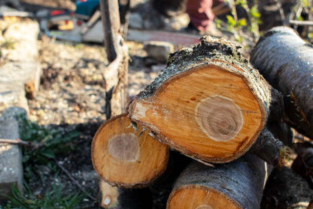 How Our Tree Care Process Works  in  Browns Point, WA