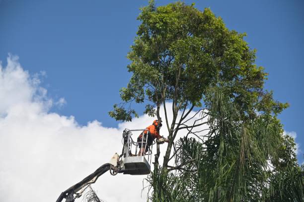 Best Tree and Shrub Care  in Browns Point, WA